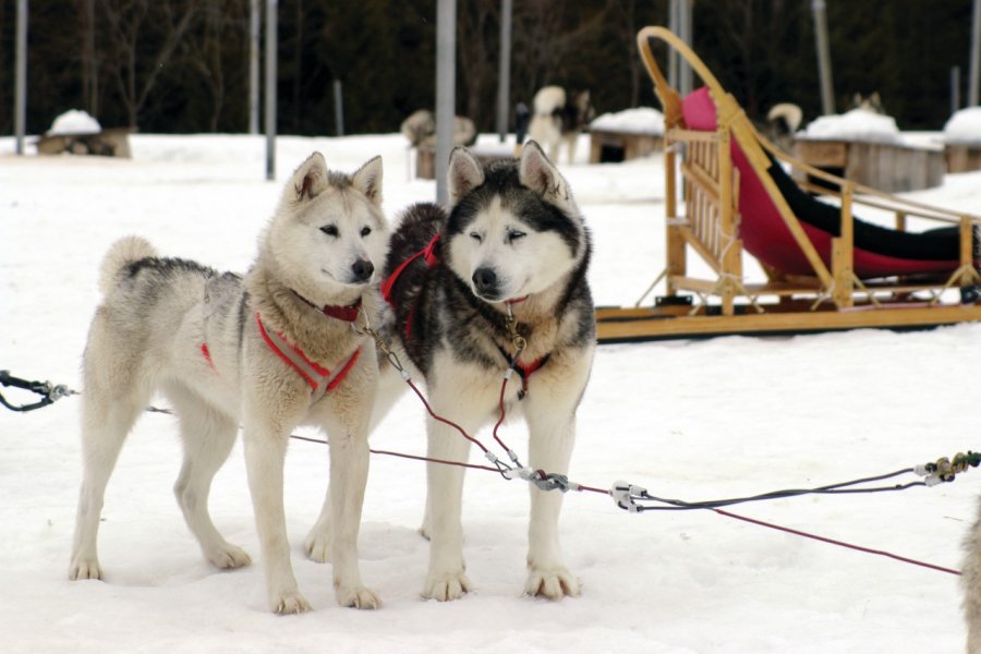 Station touristique Duchesnay, chiens huskies. Stéphan SZEREMETA