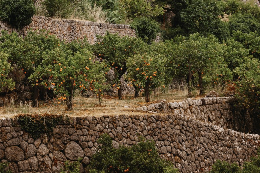 Orangeraie à Majorque. DianaHirsch - iStockphoto.com