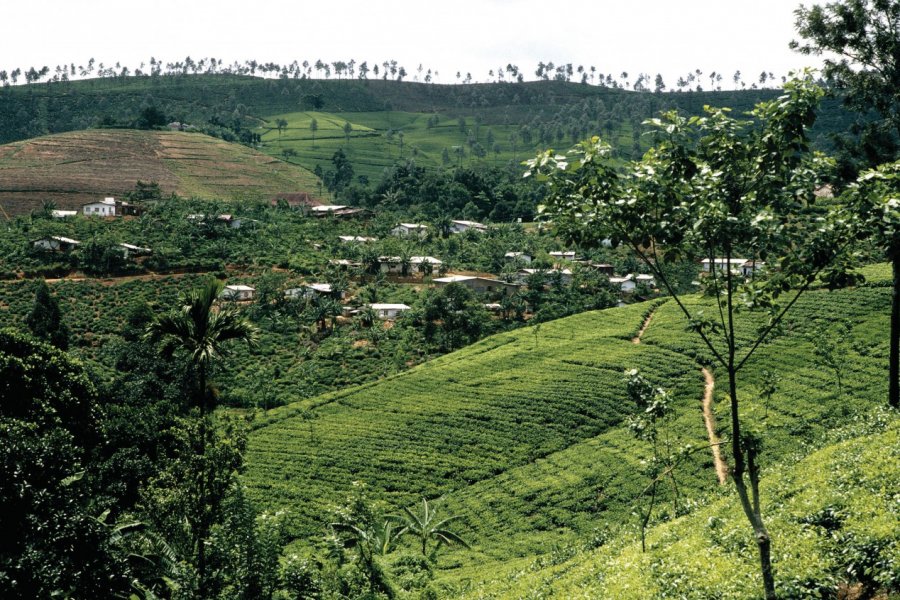 Plantation de thé Alamer - Iconotec