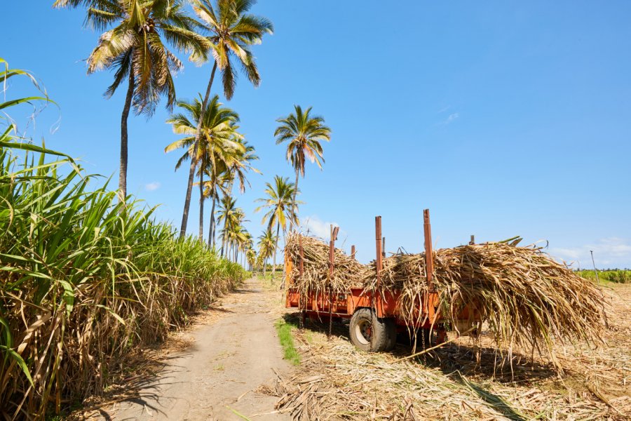 Les résidus de canne à sucre sont utilisés pour produire de l'énergie, Saint-Louis. shutterstock - lr.s