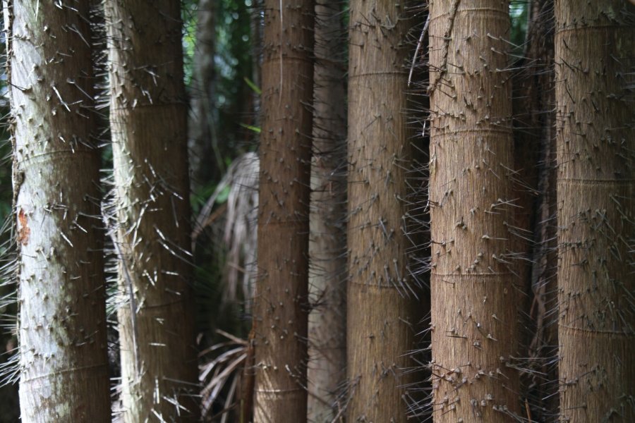 Arbre de la jungle dans le parc de Bako Stéphan SZEREMETA