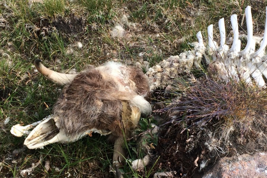 La décomposition des animaux étant très lente, on fait d'étranges rencontres pendant les randonnées. Stéphan SZEREMETA