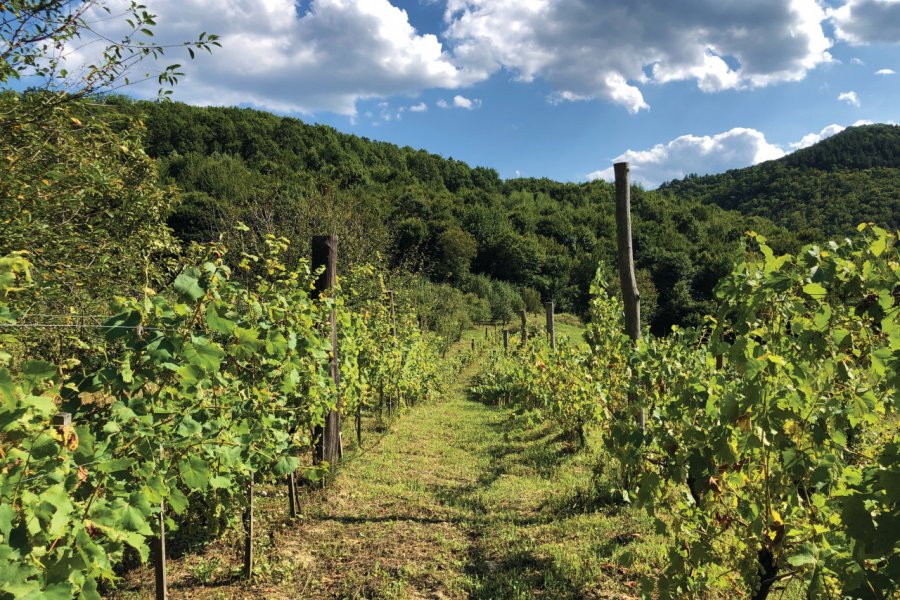 Les vignobles de la région Mario Krpan