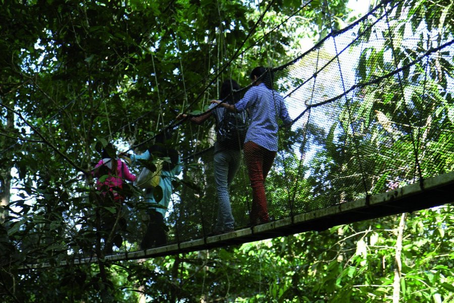 Ponts suspendus dans la forêt au mont Kinabalu Stéphan SZEREMETA