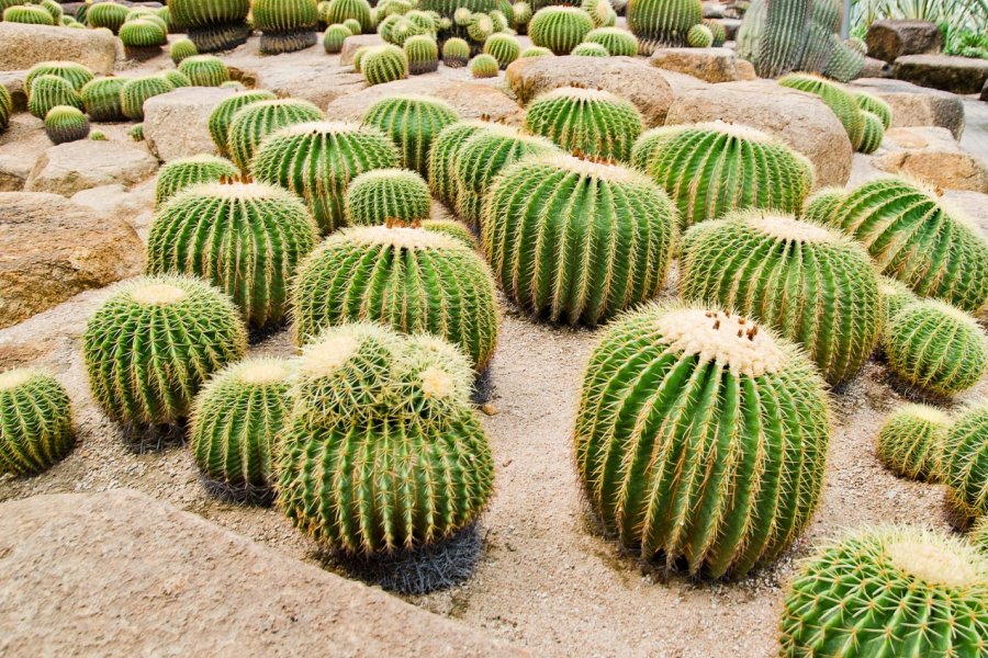 Jardin Exotique Pallanca, Bordighera. Meen_na - Fotolia