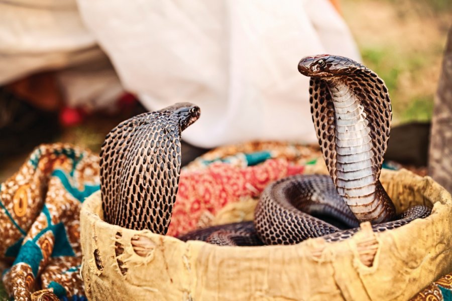 Cobras à Pushkar. Terry J Alcorn - iStockphoto