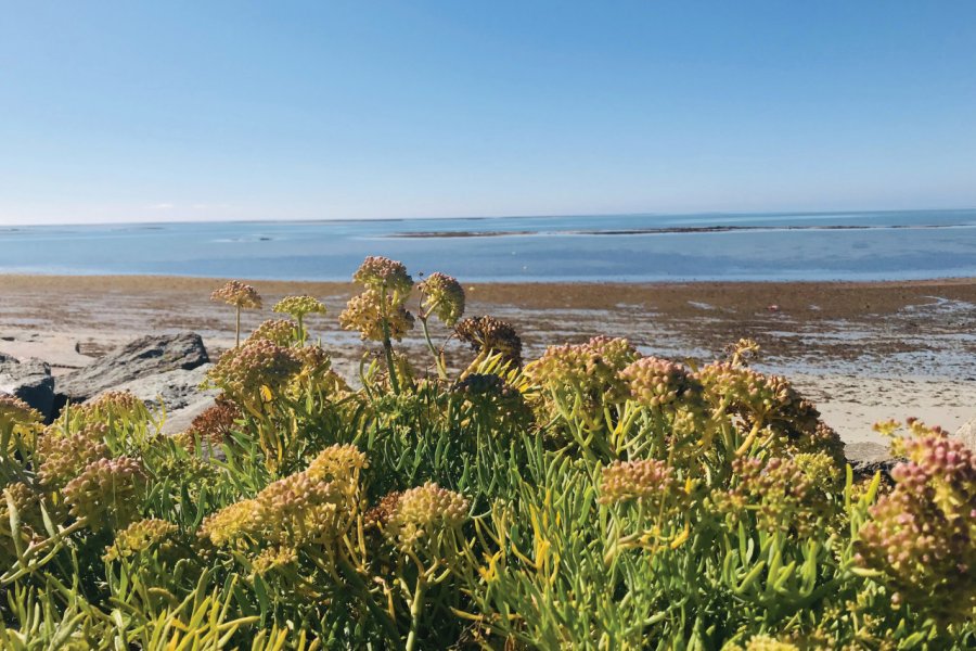 Flore du bord de mer, île de Noirmoutier. Linda CASTAGNIE