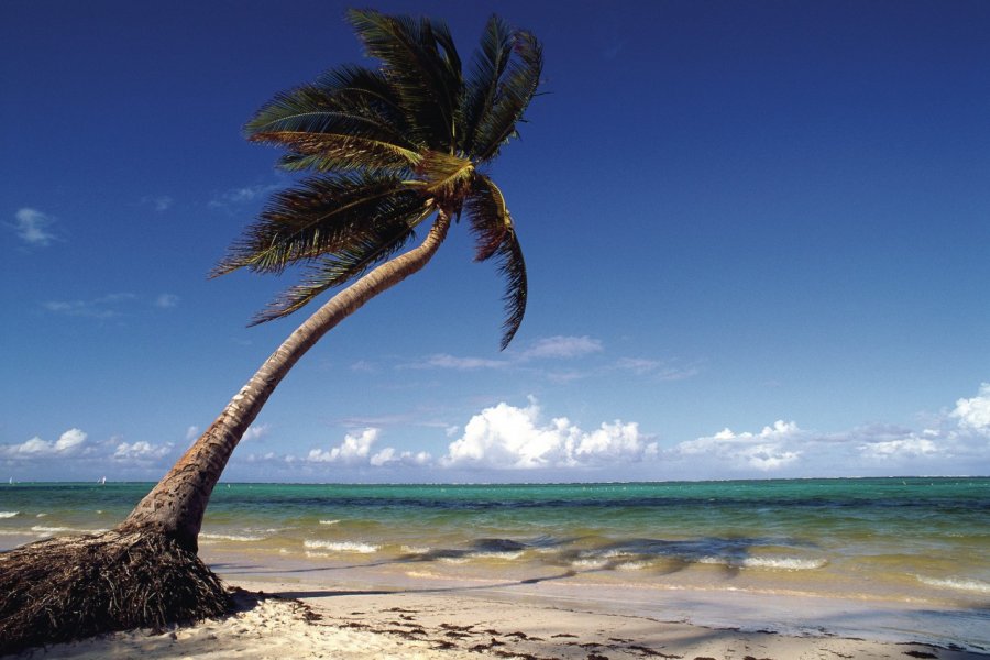 Playa Bavaro, longue plage bordée de cocotiers. Author's Image