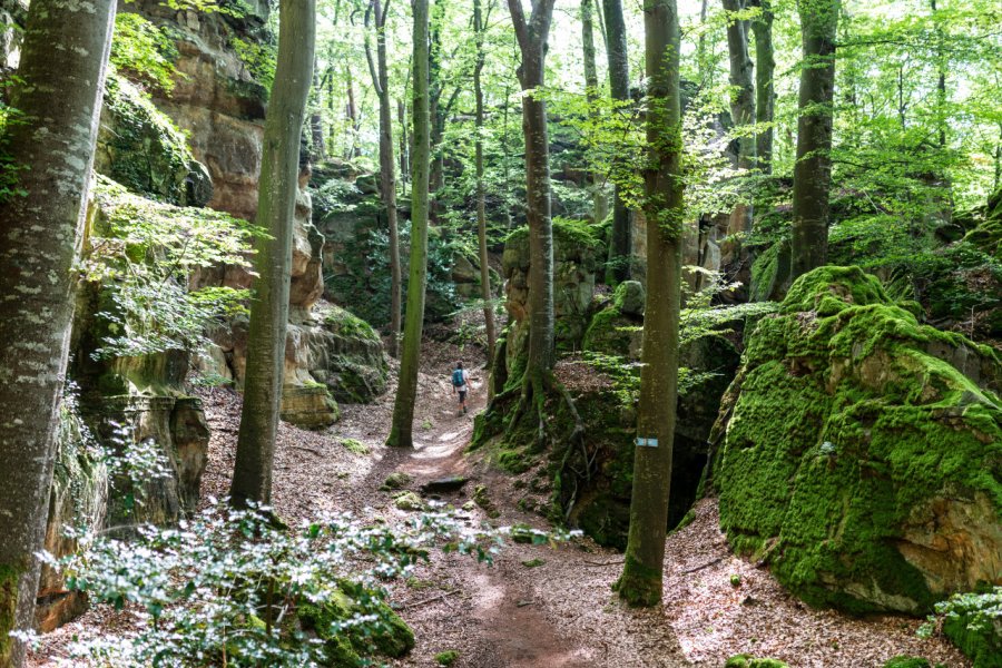 Forêt de Mullerthal. Thomas BLANCK - Shutterstock.com