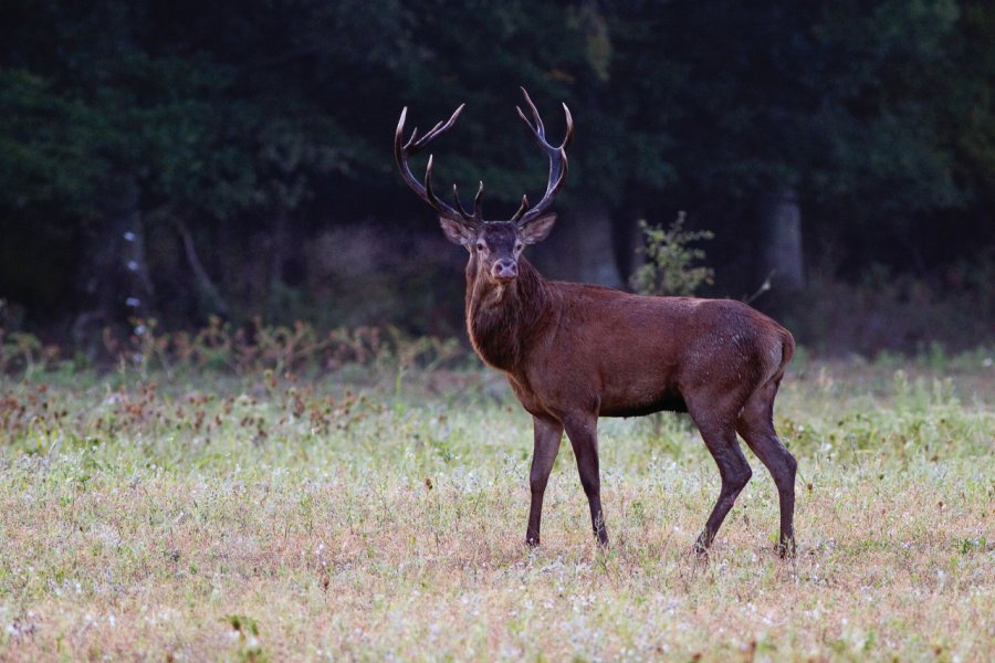 Cerf élaphe aux alentours de Chambord. photo0726 - iStockphoto.com