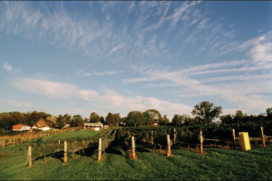 Blenheim Vineyards Aaron FARRINGTON