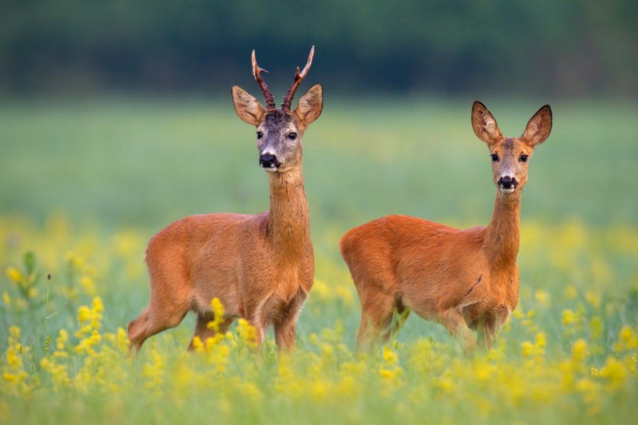 On peut observer des chevreuils dans le département. WildMedia - Shutterstock.Com