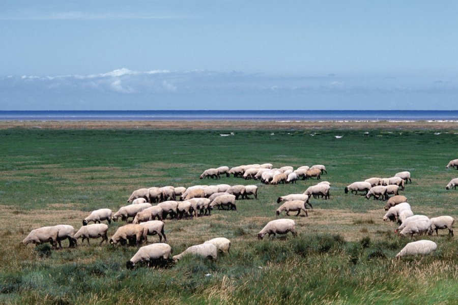 Moutons de pré-salés broutant dans les polders de la baie du Mont-Saint-Michel (© Philippe GUERSAN - Author's Image))