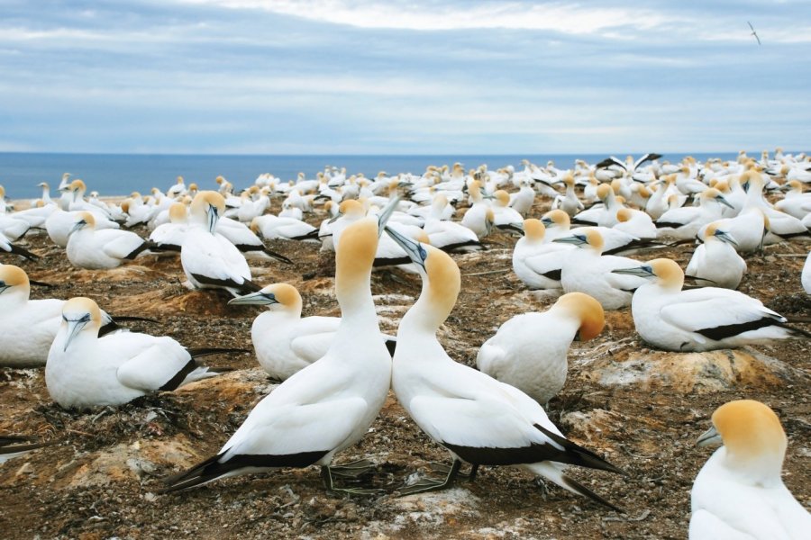 Fous de bassan de Cape Kidnappers. Jiri Foltyn - Fotolia