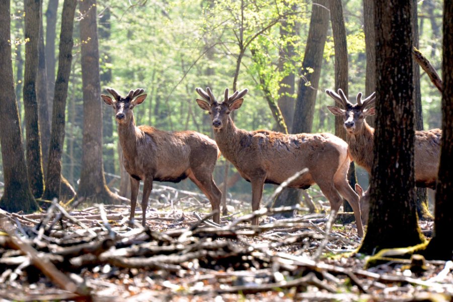 Cerfs. AUFORT Jérome - stock.adobe.com
