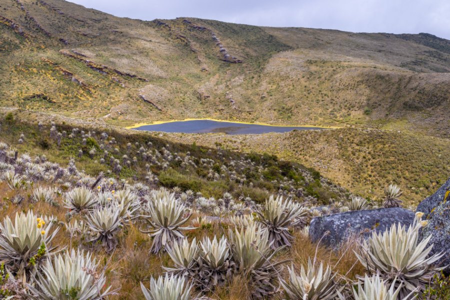 Paysage du páramo. MatthieuCattin - Shutterstock.com