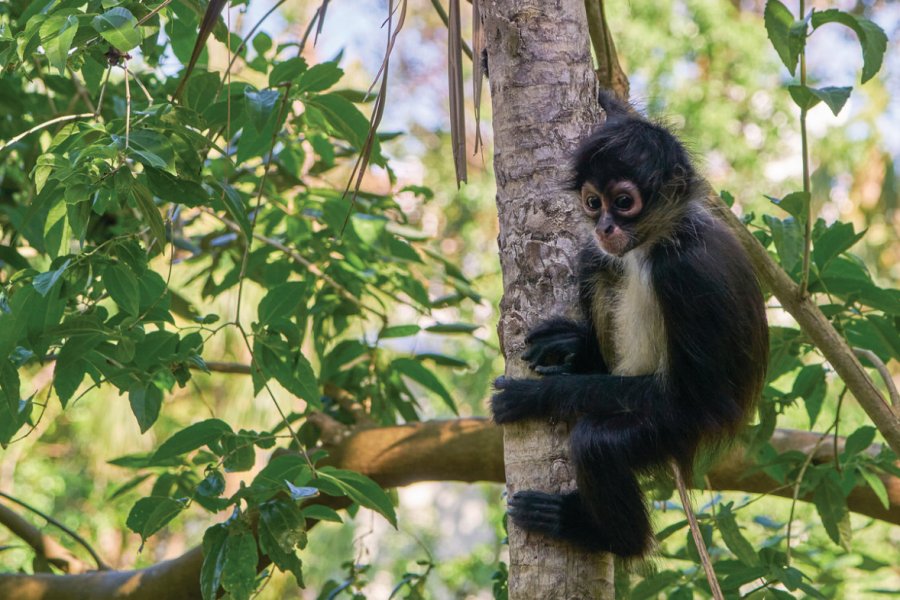 Atèle, réserve de naturelle Sian Ka'an. Bkamprath - iStockphoto.com