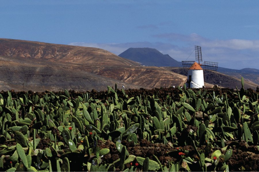 Moulin et cactus à Guatiza. Author's Image