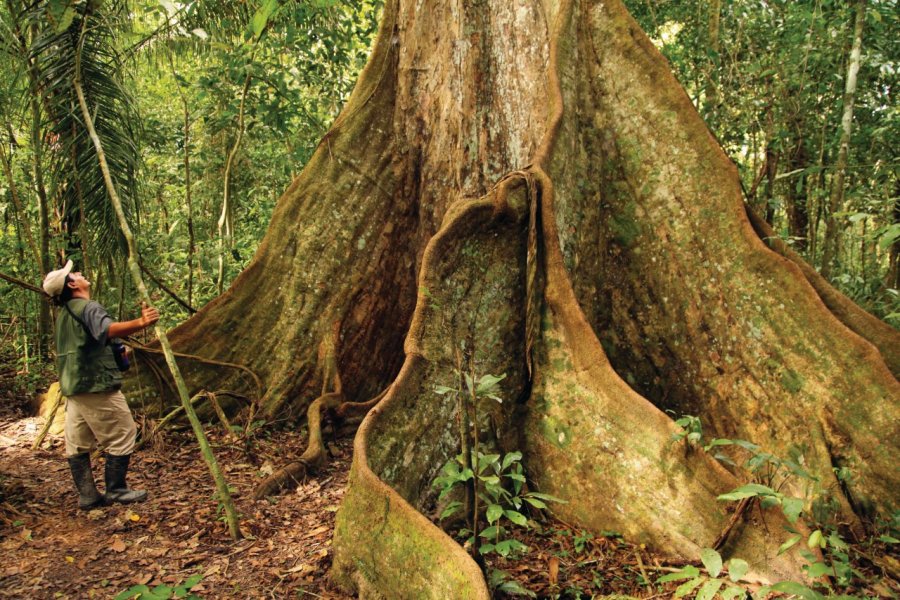 Un arbre impressionnant, réserve de Serere. Arnaud BONNEFOY