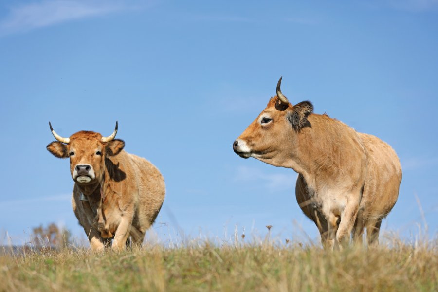 Vaches de race Aubrac. Sablin - iStockphoto.com