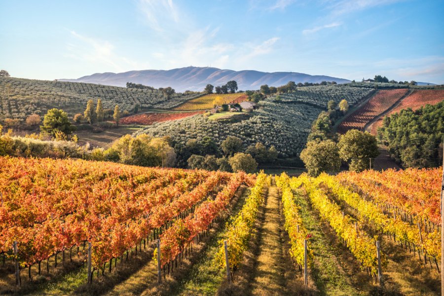 Vignobles de Montefalco, sur la route du Sagrantino. Stefano Termanini - iStockphoto.com