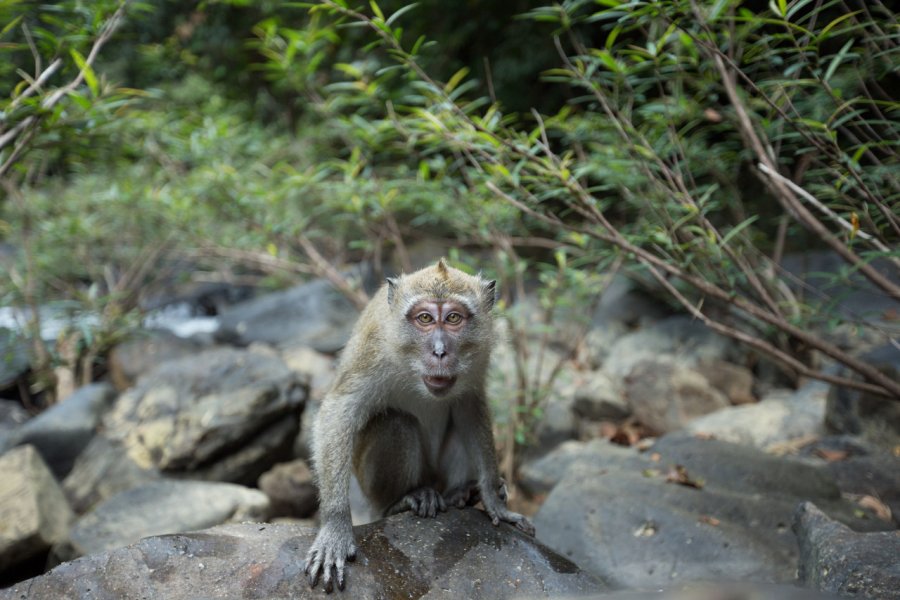 Singe macaque dans la forêt tropicale du parc national de Khao Sok. Sam Spicer - Shutterstock.com