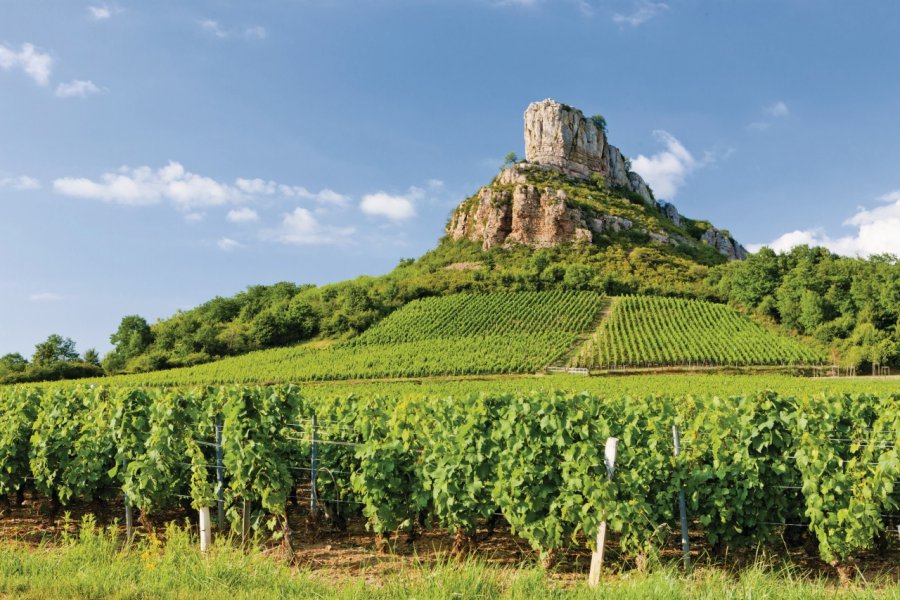 Vignes devant la Roche de Solutré PHB.cz - Fotolia