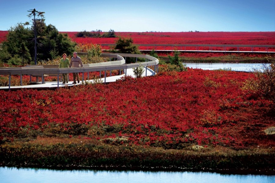 Tourbière de Miscou. Tourisme Nouveau-Brunswick