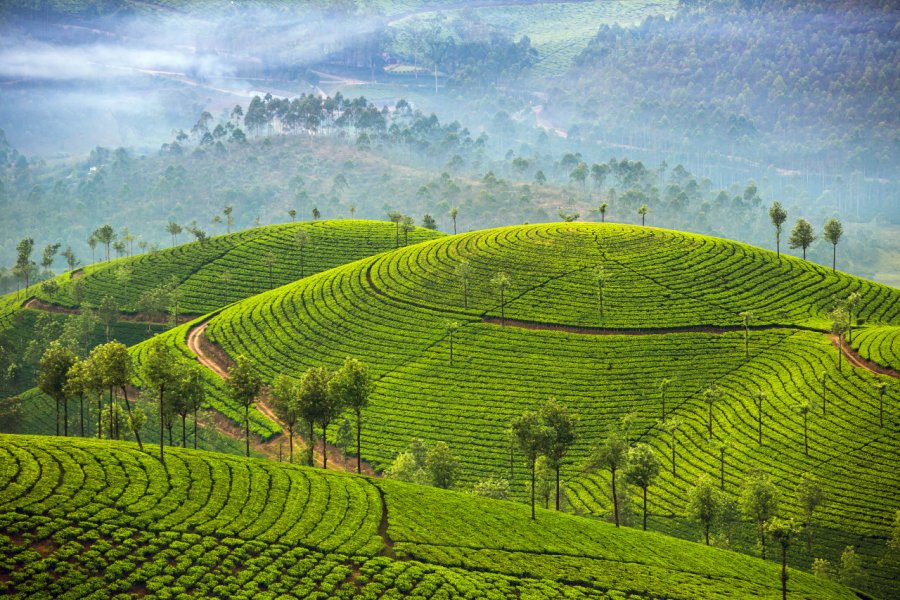 Plantations de thé à Munnar. Mazur Travel - Shutterstock.com