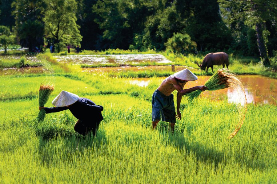 Le travail dans les rizières Thirawatana Phaisalratana