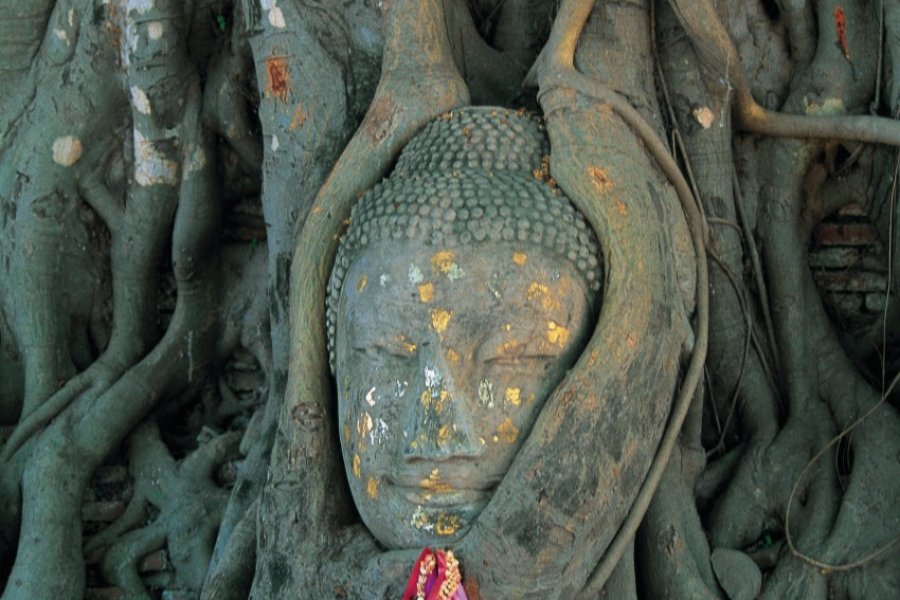 Tête de Bouddha lovée dans un arbre du Wat Mahathat. (© Franck Noële - Iconotec))