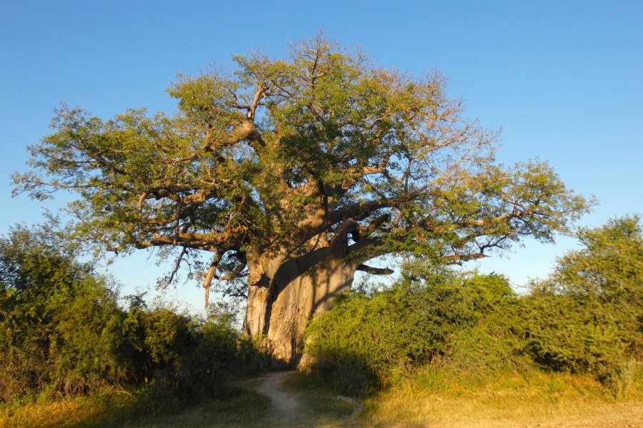 Baobab dans la petite réserve de Mahango. Sophie ROCHERIEUX