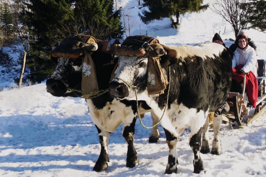 Balade en traineaux avec des boeufs à La Bresse DR