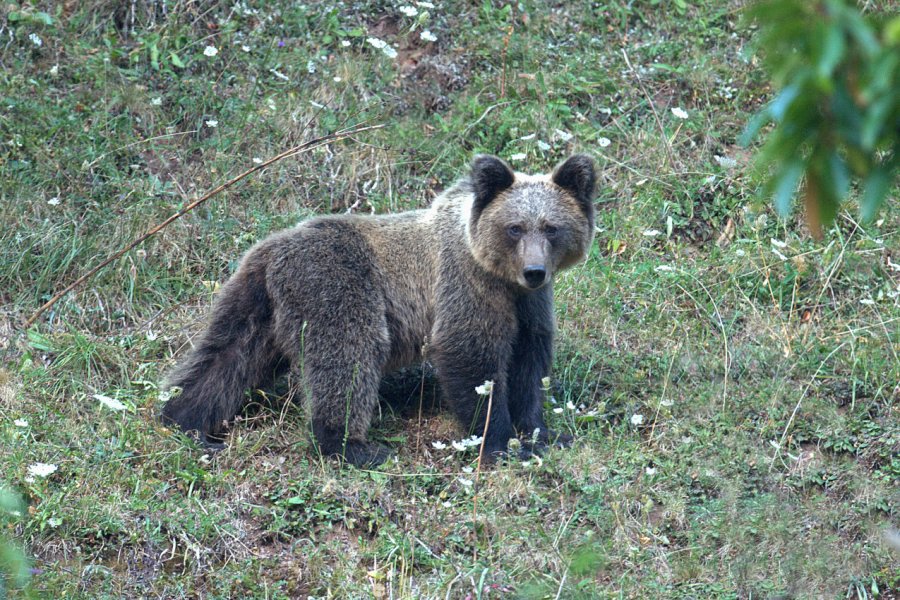 Ours brun sauvage en Asturies. Juan Aceituno - Shutterstock.com