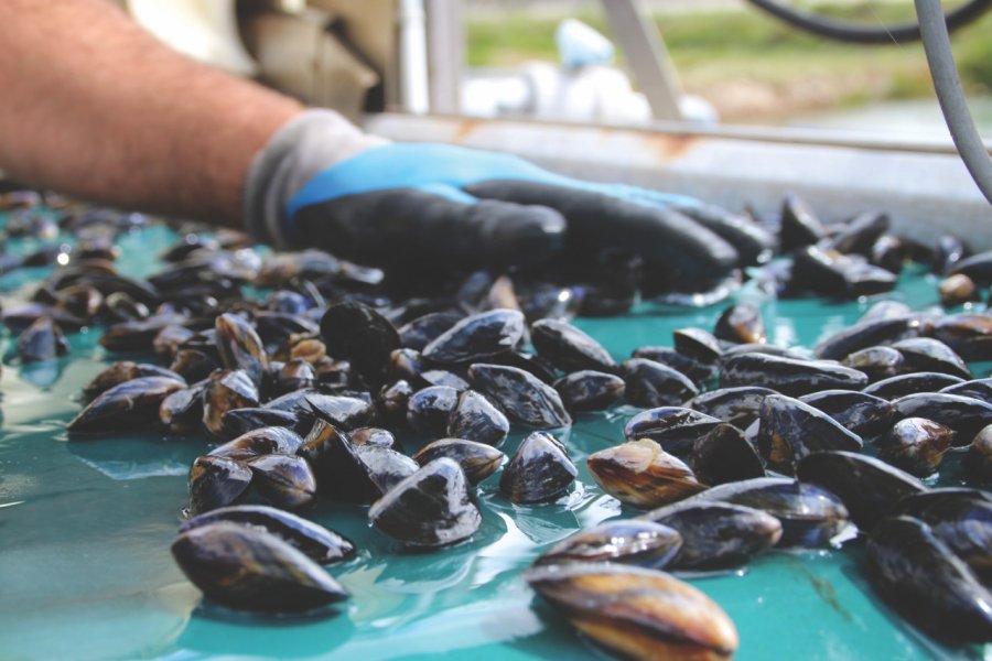 Mytiliculteur, île de Noirmoutier. Saveurs de Noirmoutier