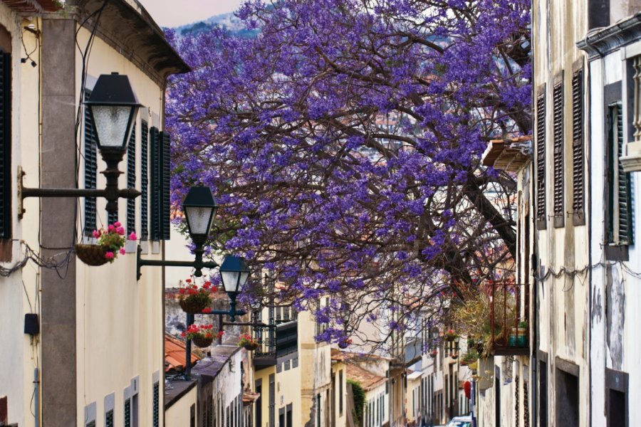 Dans les rues de Funchal. DeepBlueProductions - iStockphoto