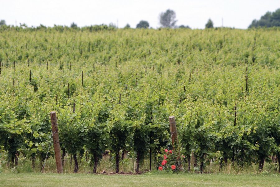 Vignes de la région de Niagara-on-the-Lake. Stéphan SZEREMETA