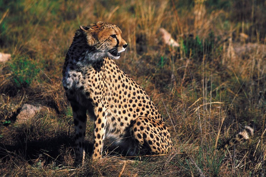 Guépard dans le Kruger National Park South African Tourism