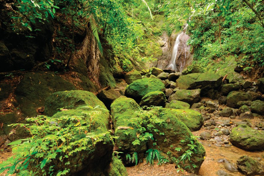 Forêt du Darien, à la frontière colombienne. Rchphoto - iStockphoto