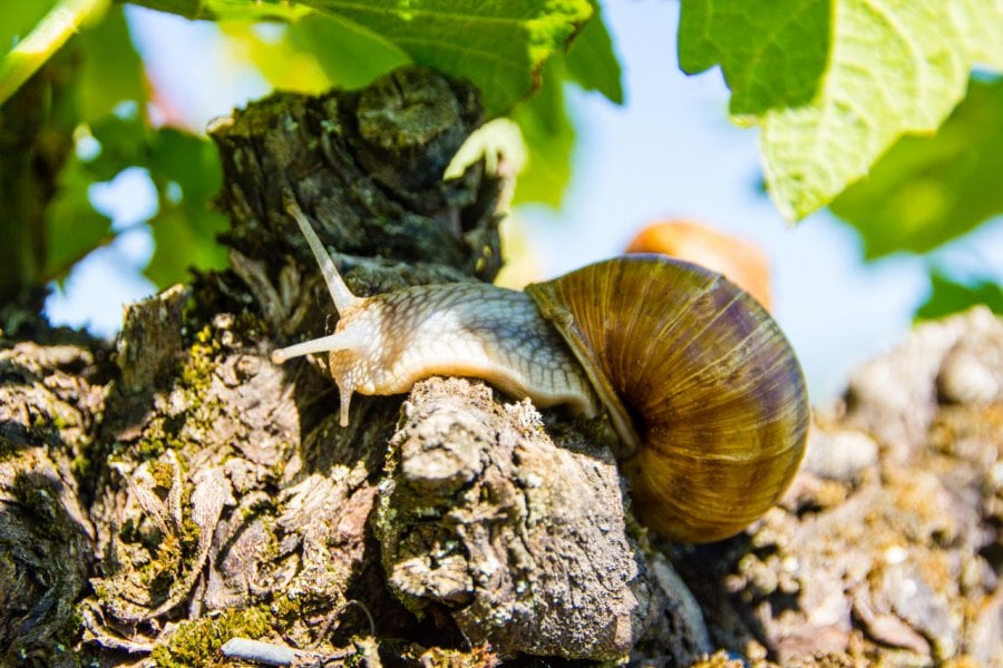 Le fameux escargot de Bourgogne. Little Adventures - Shutterstock.com