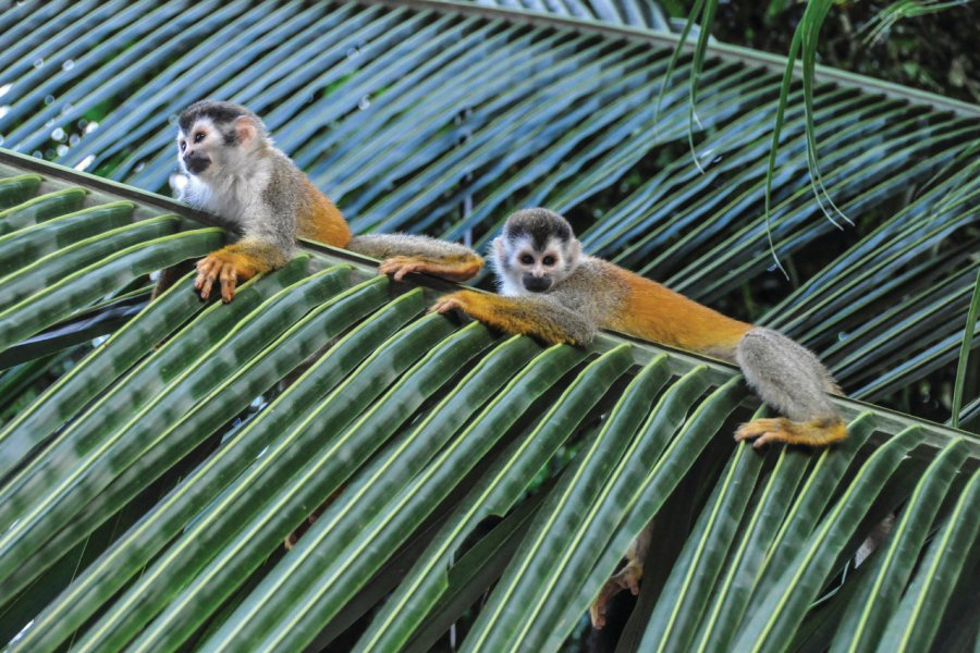 Singes-écureuils dans la forêt de Quepos. Sam Camp - iStockphoto