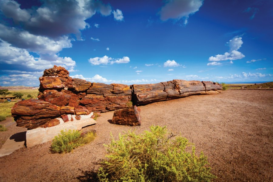 Le parc national de la Petrified Forest. Andrearoad - iStockphoto