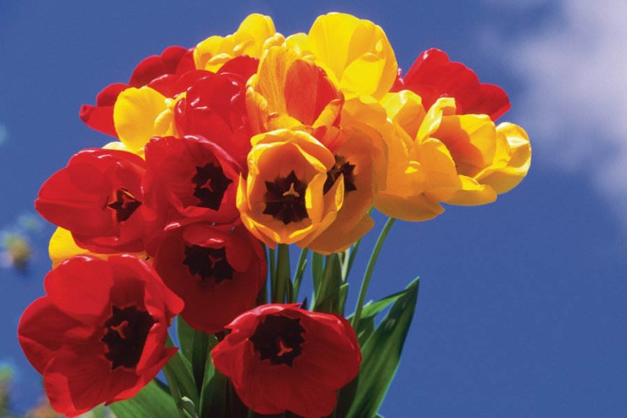 Les Pays-Bas, premier pays producteur de tulipes. (© Author's Image))