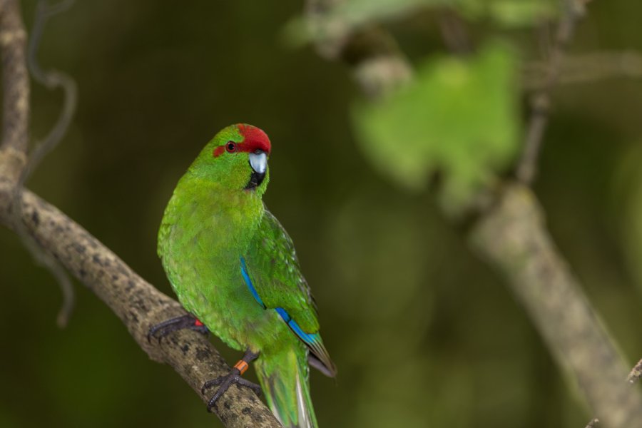 Kakariki dans la réserve naturelle de Zealandia. Steve - stock.adobe.com