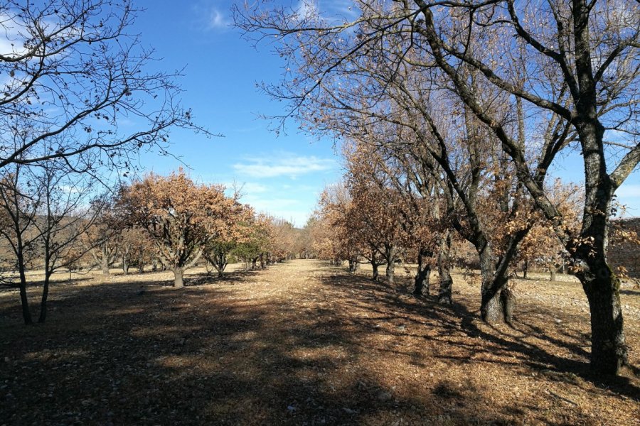 Plantation truffière du Domaine de Majastre. Laurent BOSCHERO