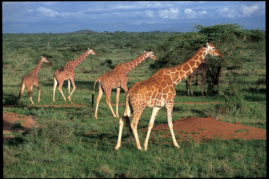 Girafes Kenya Tourist Board