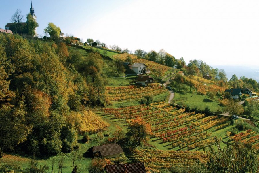 Vignoble de la Dolenjska, Trska Gora. VeraShine - iStockphoto