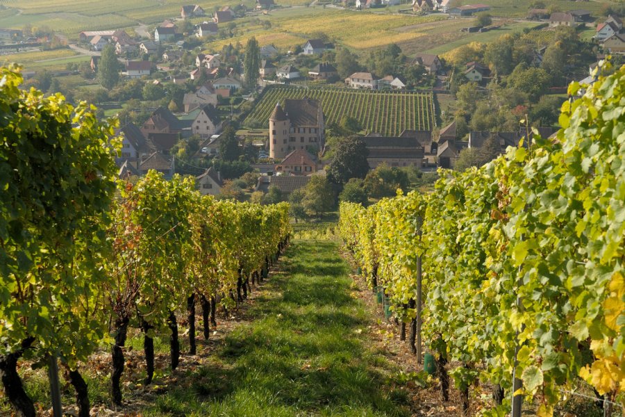 Les vignes de Soultzmatt. hattiney - Fotolia