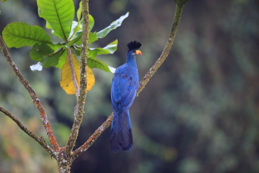 Turaco géant. feathercollector - Shutterstock.com