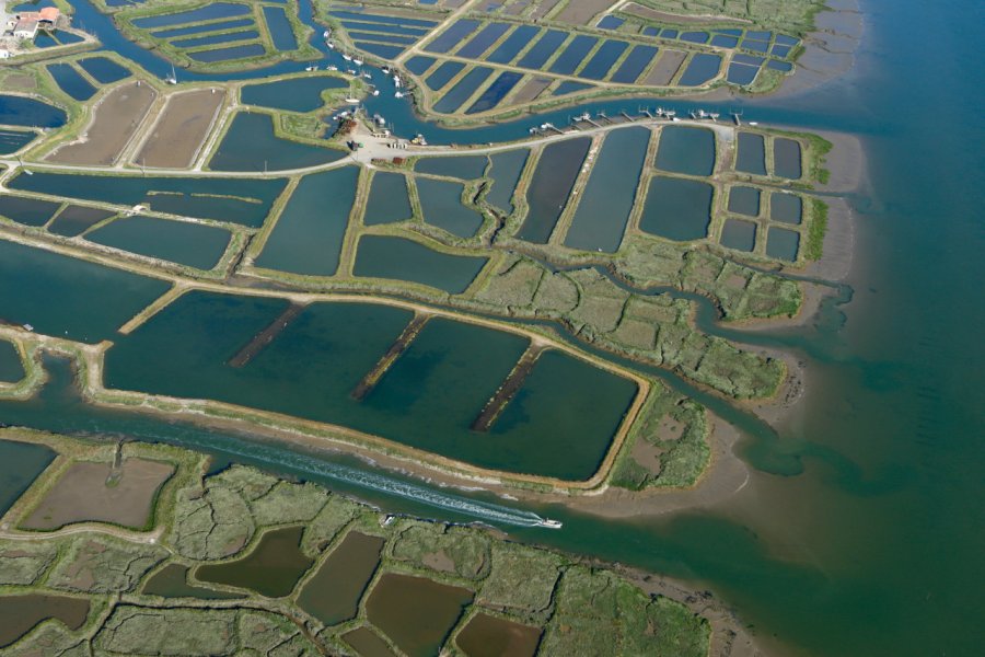 Marais de la Seudre. philippe Devanne - stock.adobe.com